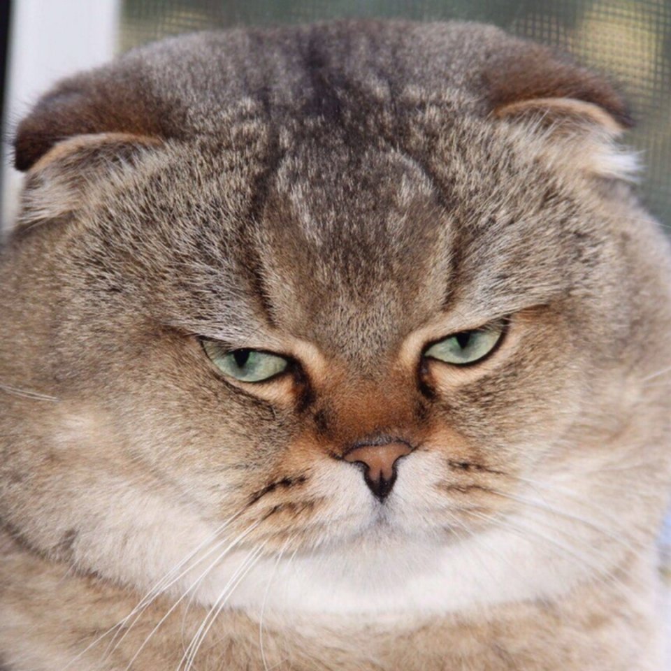 Когда пухлые щечки украшают - 8