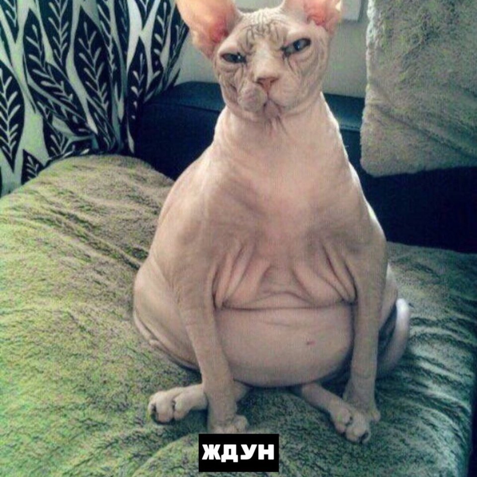 Котики бывают разные :) - 7