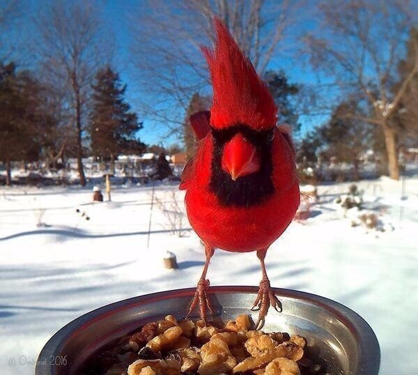 Поставил кормушку за окном и весь год фотографировал птиц, которые прилетали покушать - 8