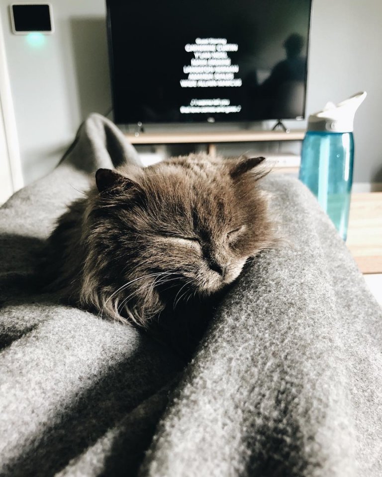 Маленький слепой котик по имени Мерлин, которому повезло найти своего человека - 7