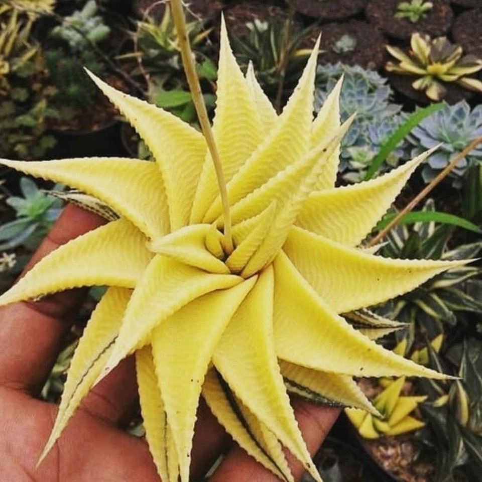 Суккуленты выглядят так будт�� прилетели из других галактик - 6