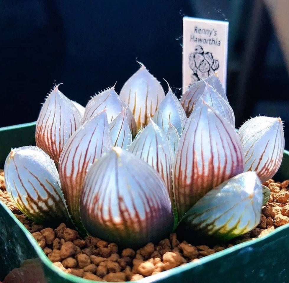 Суккуленты выглядят так будт�� прилетели из других галактик