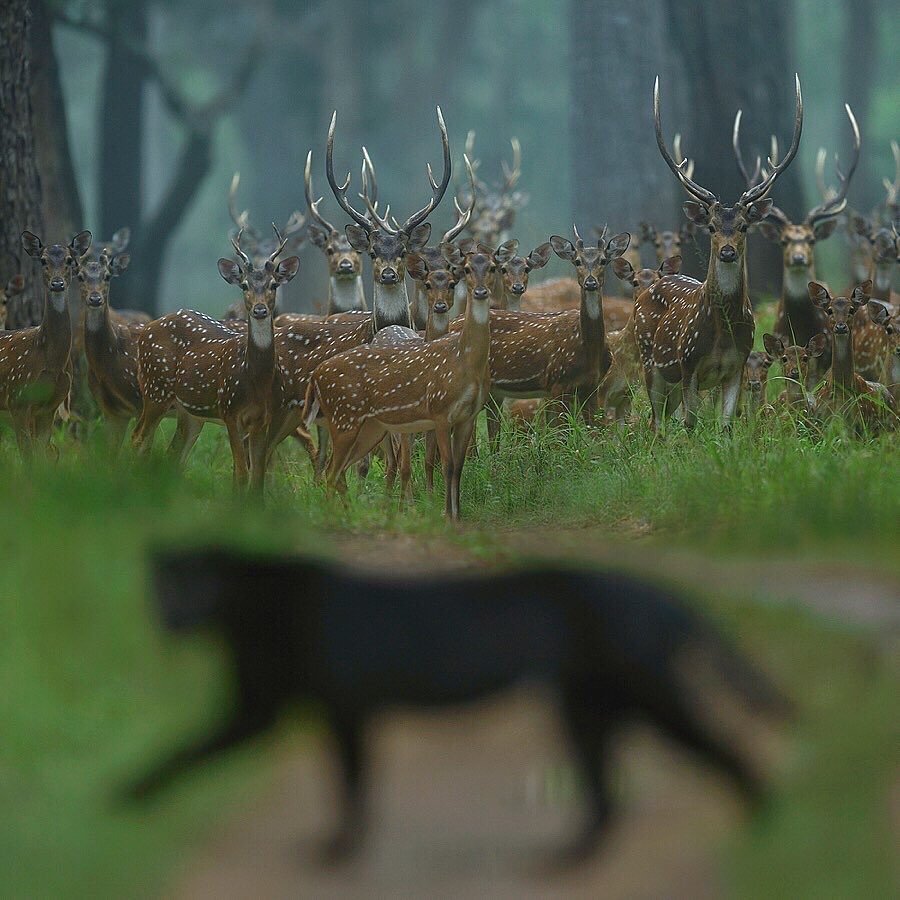 Грациозная  индийская пантера в индийских джунглях, фотограф Shaaz Jung
