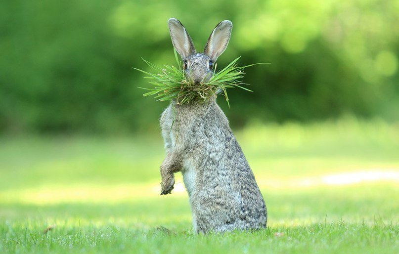 Финалисты конкурса на самую смешную фотографию дикой природы - 6