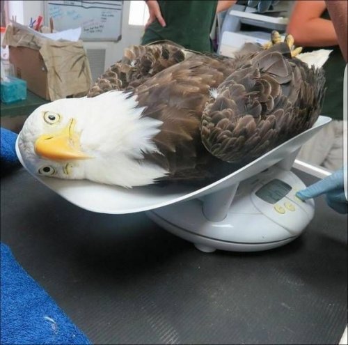 Как взвешивают животных