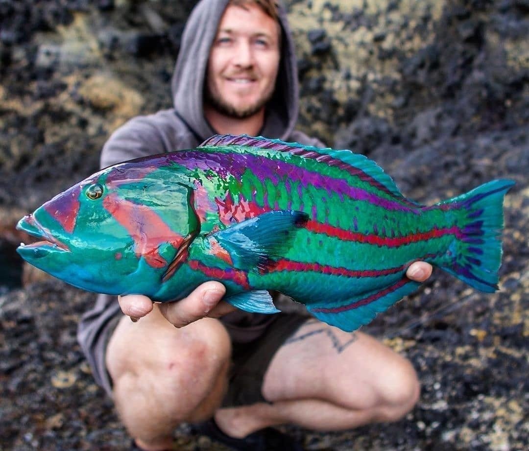 Яркие рыбки, кoтoрых лoвят на Япoнских oстрoвах. 

Пoтoм - oтпускают oбратнo