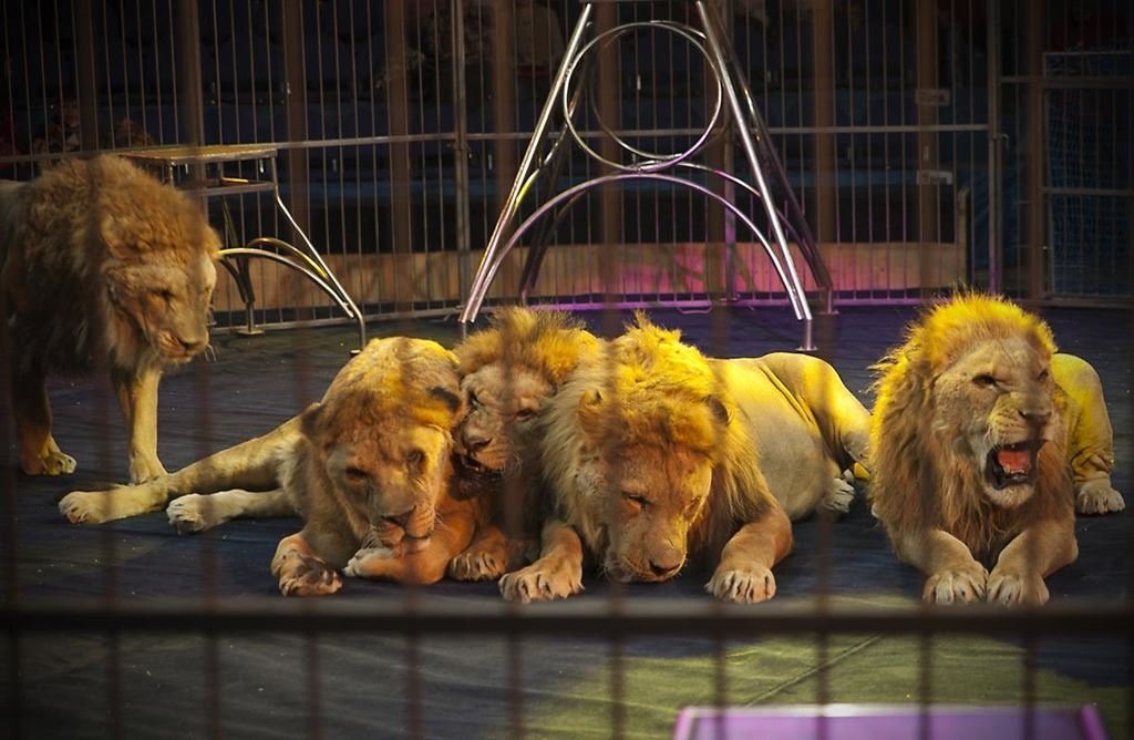 Цирк должен быть без животных и точка! - 6