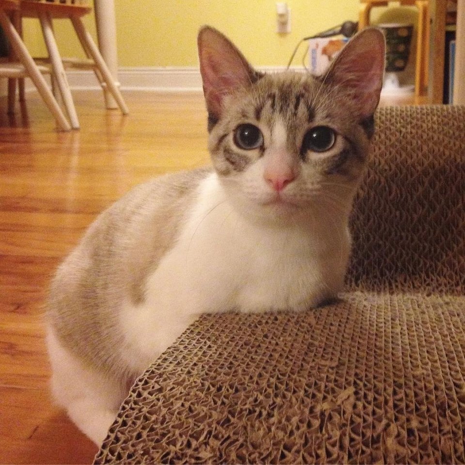 Котейка по имени Ру не имеет передних лапок, но все равно самая любимая и счастливая - 6