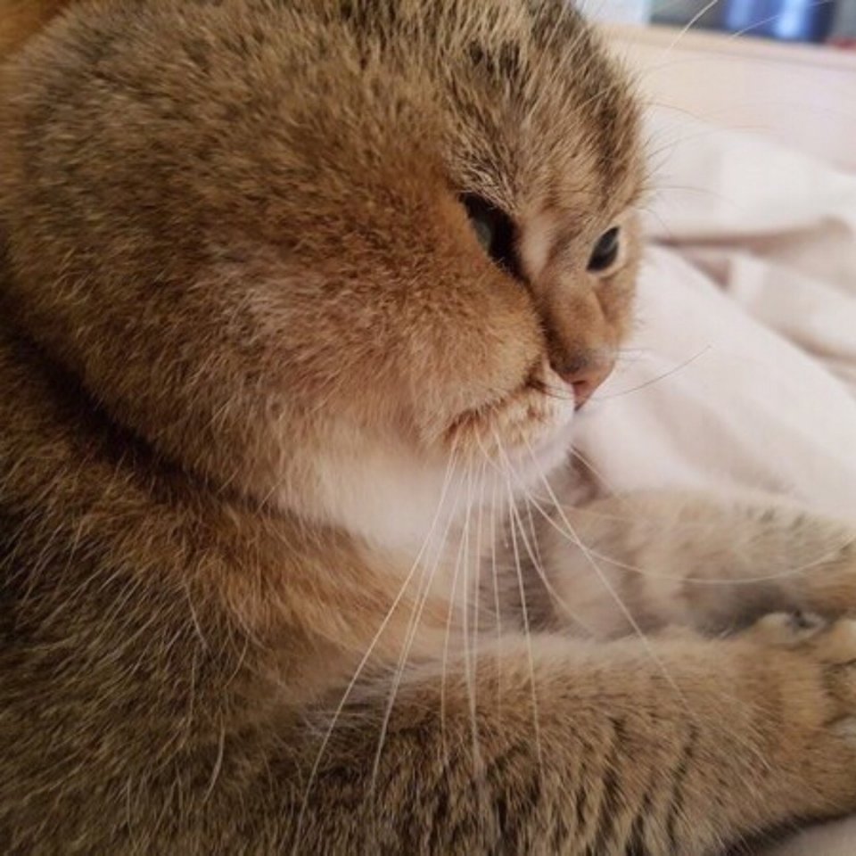 Когда пухлые щечки украшают