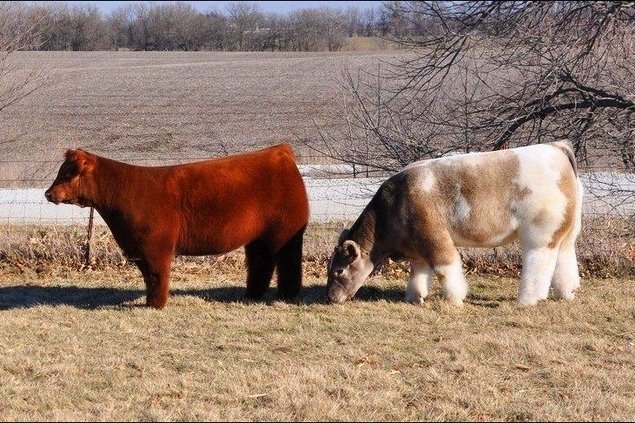 Плюшевые безрогие коровки из Айовы - 7