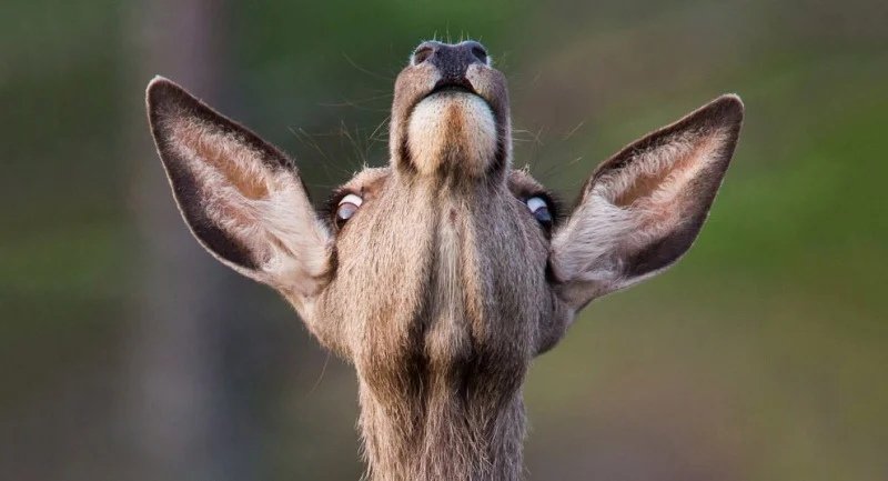 Давайте посмотрим на животных с необычного ракурса - 6