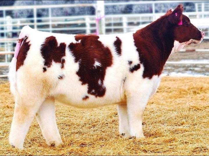 Плюшевые безрогие коровки из Айовы - 5