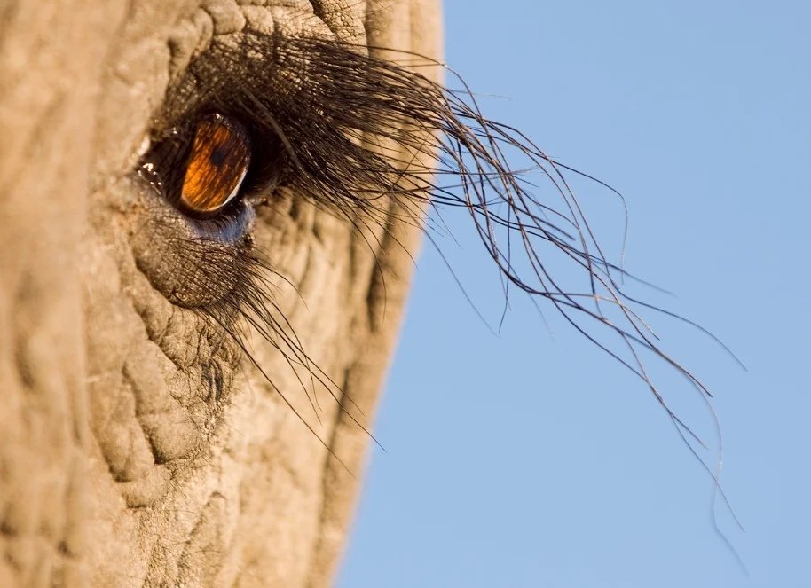 Давайте посмотрим на животных с необычного ракурса