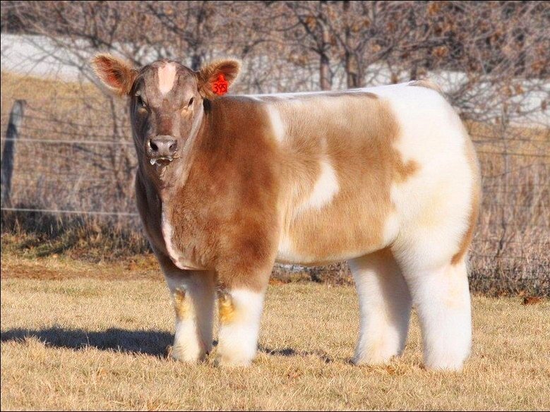 Плюшевые безрогие коровки из Айовы - 6