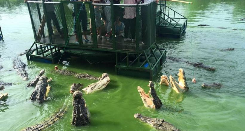 Crocodile farm in Thailand - a great place for fans of thrill