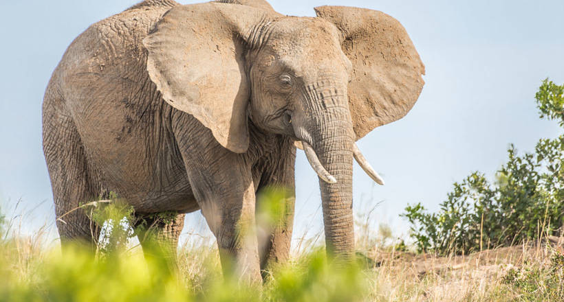 Факты о слонах, которые вас удивят