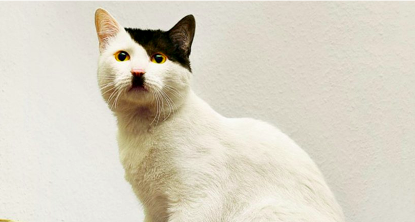 10 кошек со всех концов мира с самым удивительным окрасом