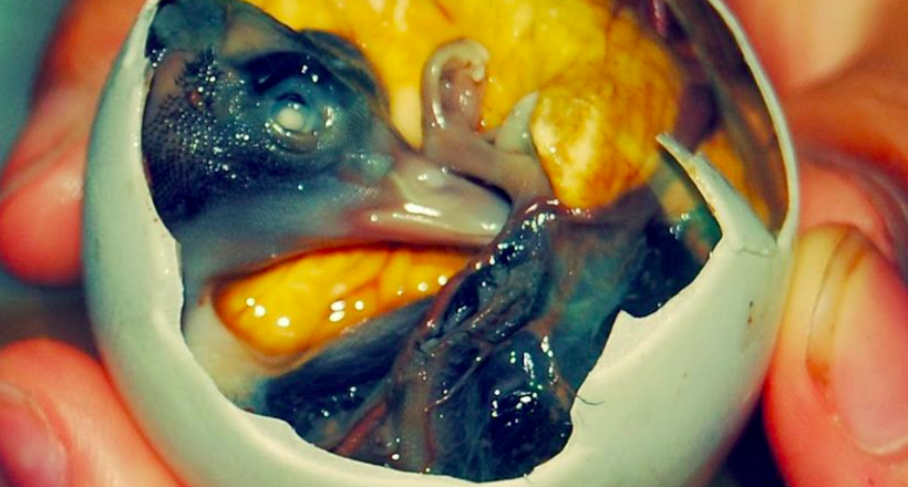 15 самых необычных традиционных блюд Вьетнама