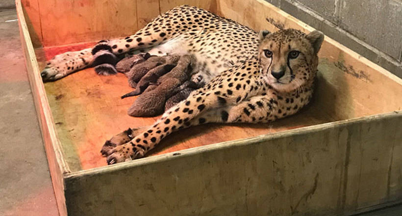 В зоопарке США самка гепарда родила рекордное количество котят