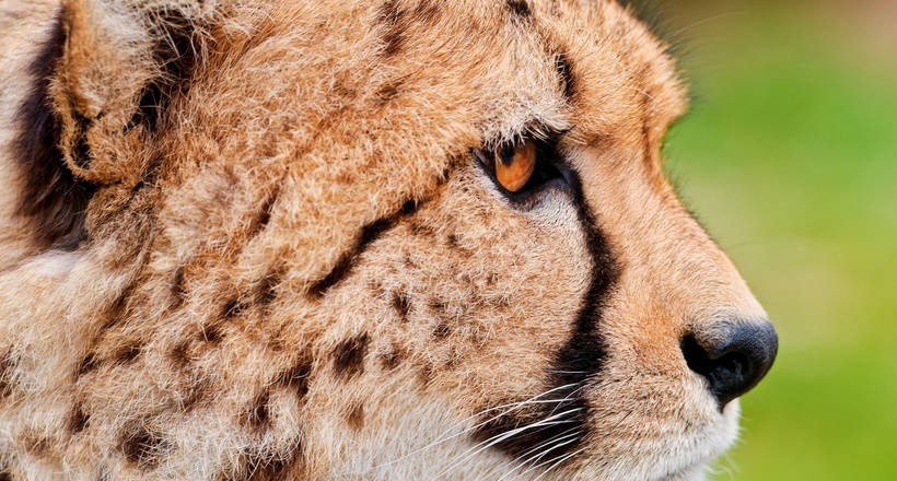 Гепарды: почему самые успешные охотники мира без боя отдают добычу ленивым соседям