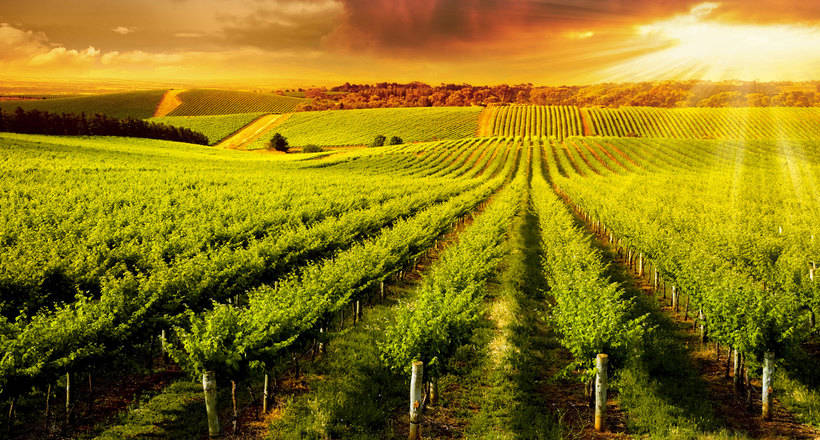 Почему австралийские фермеры ненавидят попугаев