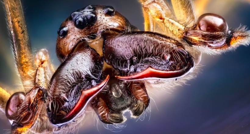 Насекомые крупным планом выглядят как пришельцы из страшных фильмов
