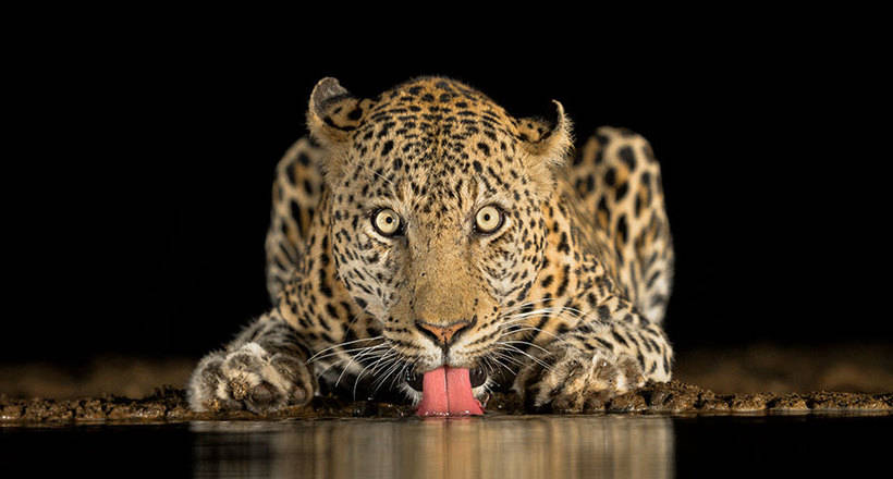 Потрясающие фото Sony World Photography Awards 2018, получившие Национальную премию