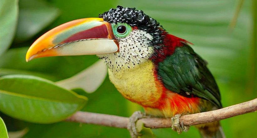 Кучерявый арасари: экзотический красавец с волнистыми перьями на голове