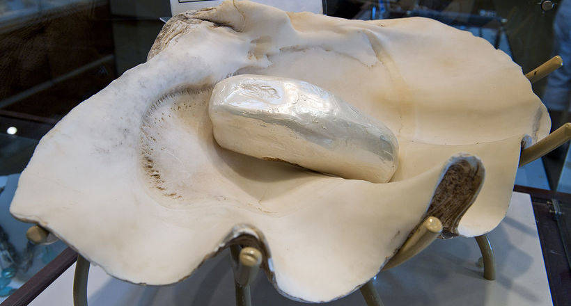 Гигантская тридакна — самый большой моллюск в мире весом до 300 килограммов