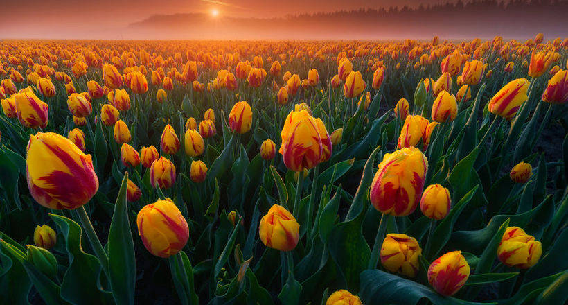 10 завораживающих фото тюльпановых полей в Нидерландах