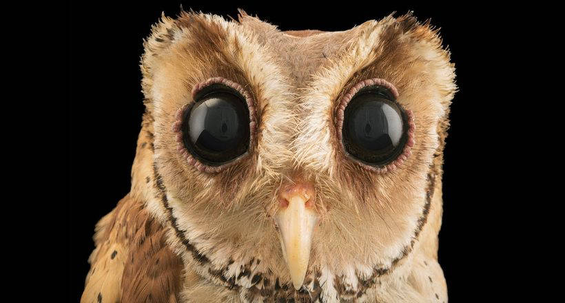 Фотограф делает захватывающие портреты птиц, чтобы спасти исчезающие виды