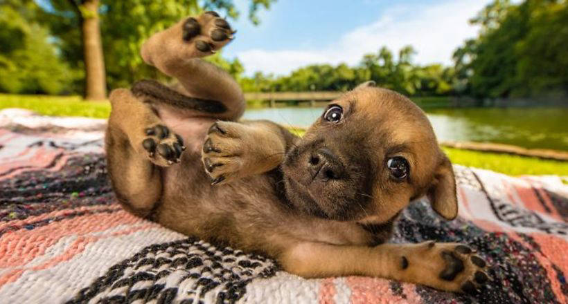 Чудесные победители конкурса лучших фотографий собак, которые сделают день прекраснее