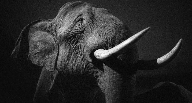 Впечатляющие черно-белые фото экзотических животных — это не совсем то, чем кажется