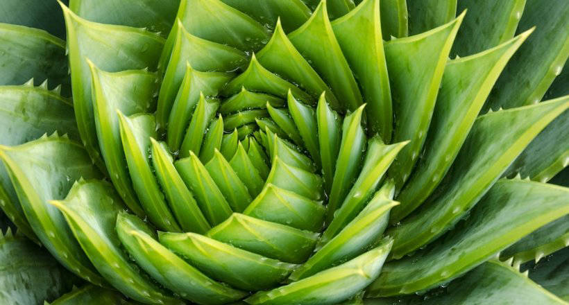 26 впечатляющих фото геометрических форм, найденных в природе