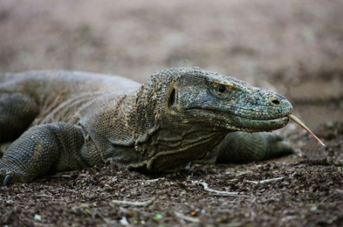 Komodo's Dragons