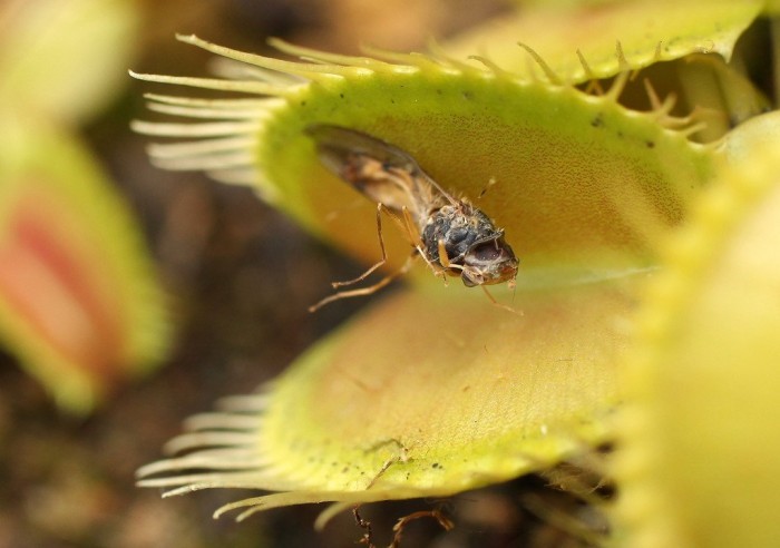 Виставка м'ясоїдних рослин в Берліні