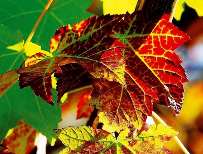 Each autumn leaf is a flower