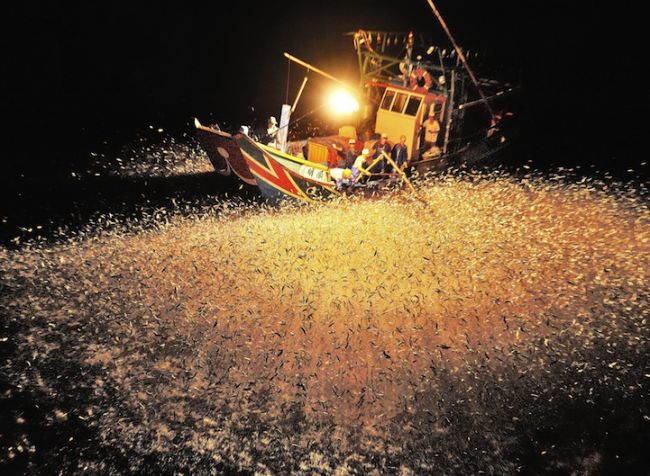 20 hervorragende Arbeiten von Teilnehmern am Fotowettbewerb von ‘National Geographic’