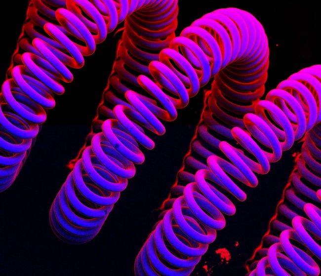 “FEI 2012”宏观摄影比赛优秀作品集