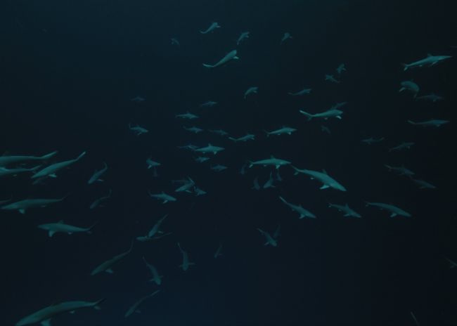 20 hervorragende Arbeiten von Teilnehmern am Fotowettbewerb von ‘National Geographic’