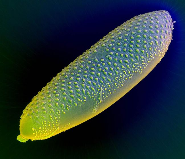 “FEI 2012”宏观摄影比赛优秀作品集