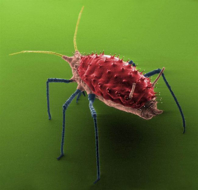 “FEI 2012”宏观摄影比赛优秀作品集