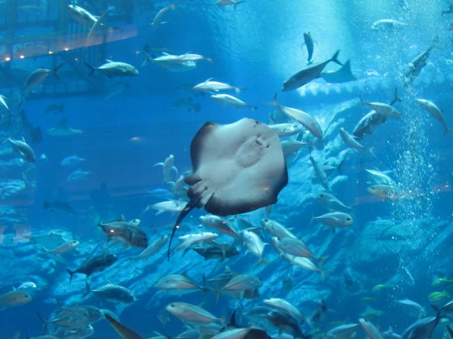 Le plus grand aquarium couvert du monde