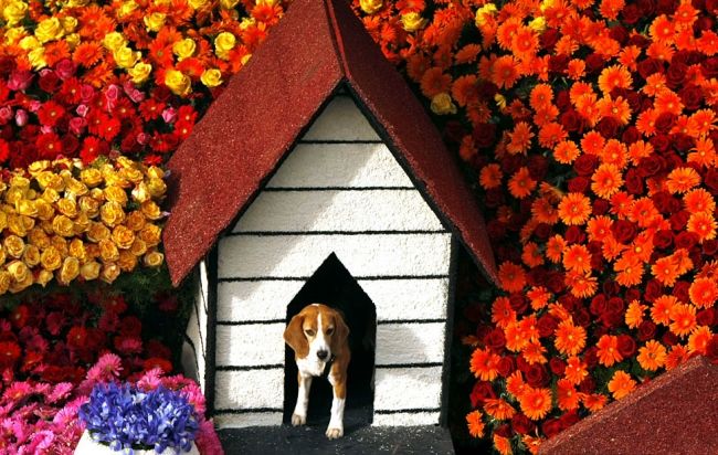 Rosenparade in Pasadena 2013 (The Tournament of Roses Parade)