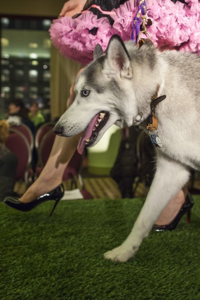 Модні вихованці шоу & laquo; New York Pet Fashion Show & raquo;