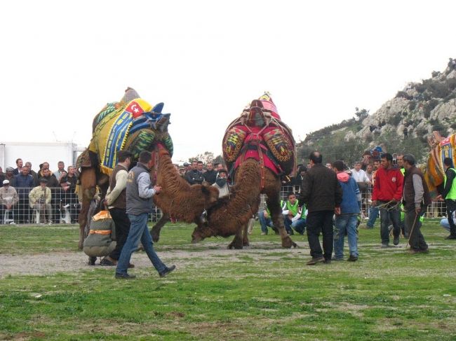 Верблюжі бої в Туреччині