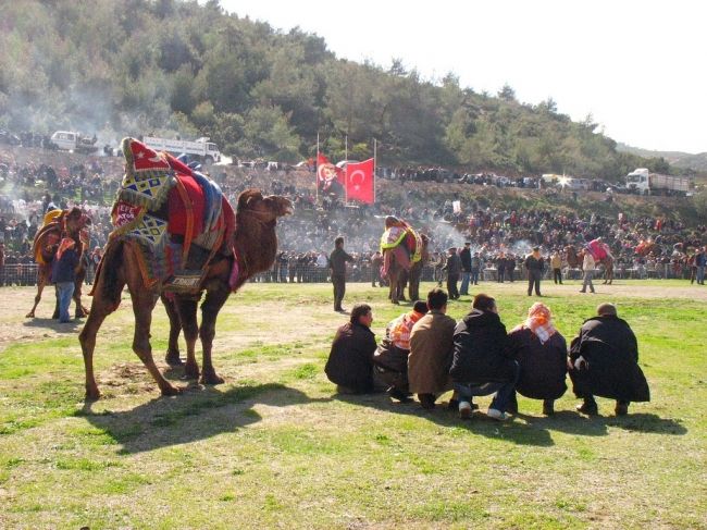 Верблюжі бої в Туреччині