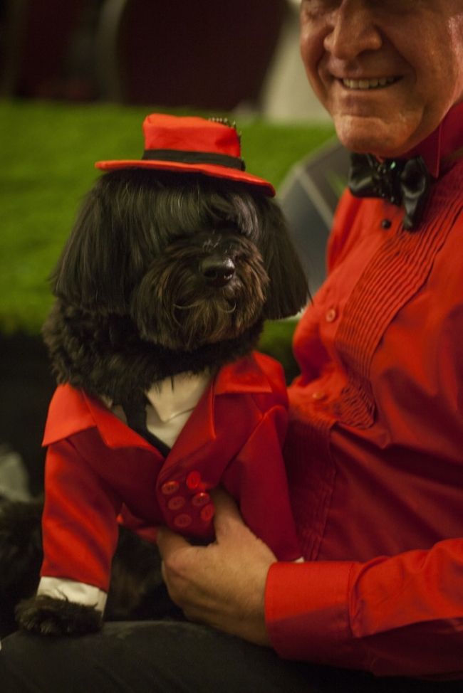 Модні вихованці шоу & laquo; New York Pet Fashion Show & raquo;