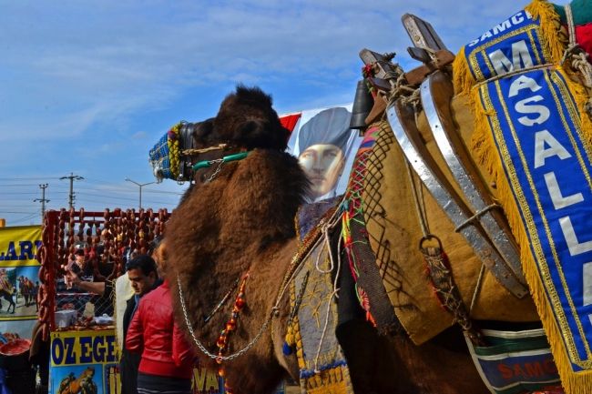 Верблюжі бої в Туреччині