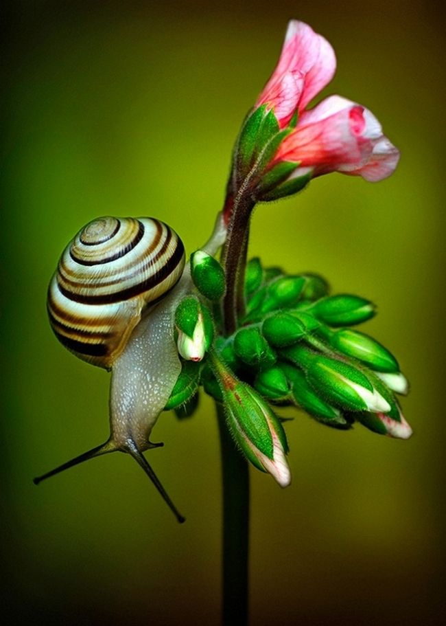 Победители фотоконкурса «International Garden Photographer of the Year»: часть вторая